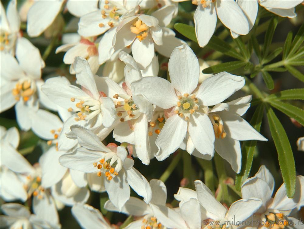 Campiglia Cervo (Biella) - Fiori di arbusto esotico